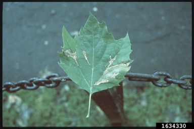 Anthracnose (Sycamore)